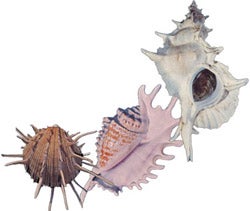 Three different types of shells.